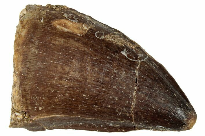 Fossil Mosasaur (Prognathodon) Tooth - Morocco #322655